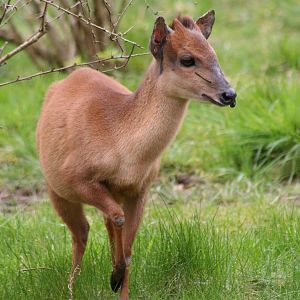 Red Forest Duiker @ Chester; 02.04.2015