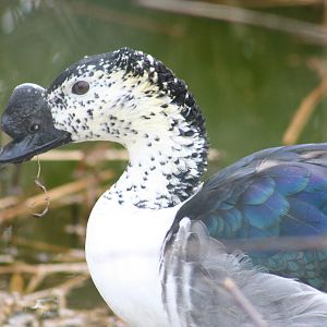 Comb Duck @ Chester; 02.04.2015