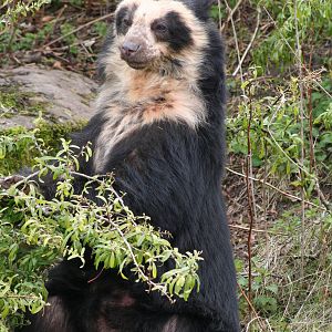 Spectacled Bear @ Chester; 02.04.2015