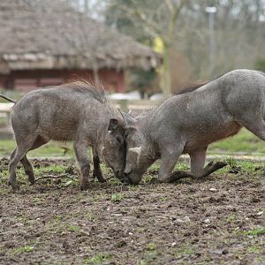 Warthogs @ Chester; 02.04.2015