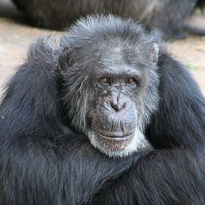 Chimpanzee @ Chester; 04.07.2015