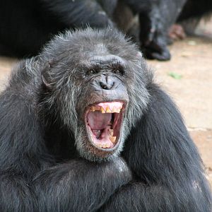 Chimpanzee @ Chester; 04.07.2015