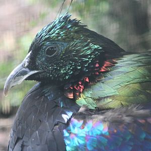 male Himalayan Monal @ Chester; 04.07.2015