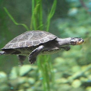 Yellow-spotted Amazon River Turtle @ Chester; 04.07.2015