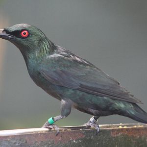 Asian Glossy Starling @ Chester; 04.07.2015