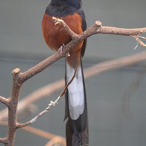 White-rumped Shama @ Chester; 04.07.2015