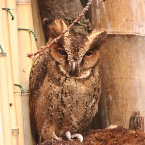 Luzon Lowland Scops Owl @ Chester; 04.07.2015