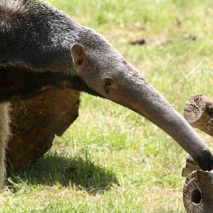 Giant Anteater @ Chester; 04.07.2015