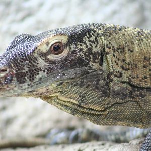 Komodo Dragon @ Chester; 04.07.2015