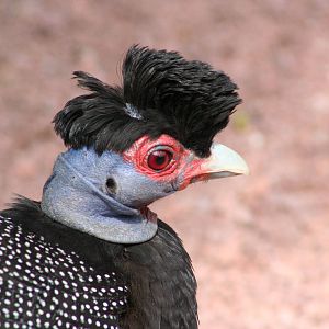 Crested Guineafowl @ Chester; 04.07.2015