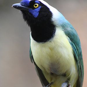 Green Jay @ Chester; 04.07.2015