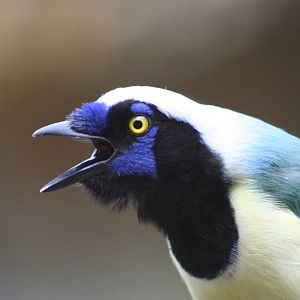 Green Jay @ Chester; 04.07.2015
