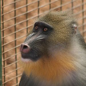 female Mandrill @ Chester; 04.07.2015