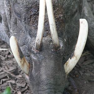 Babirusa @ Chester; 10.07.2015