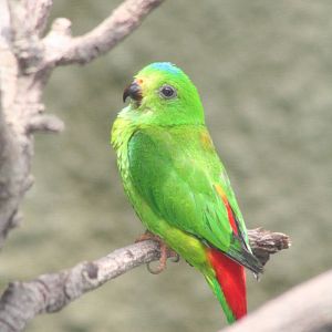 Blue-crowned Hanging Parrot @ Chester; 10.07.2015