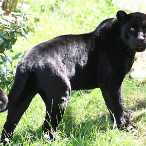 Jaguar @ Chester; 10.07.2015