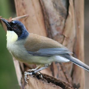 Blue-crowned Laughing Thrush @ Chester; 10.07.2015