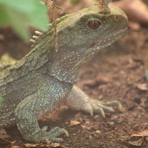 Tuatara @ Chester; 10.07.2015