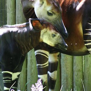 Okapi and calf @ Chester; 10.07.2015