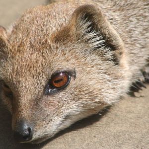 Yellow Mongoose @ Lake District Wildlife Park; 31.05.2014