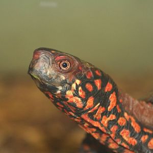 Eastern Box Tortoise @ Lake District Wildlife Park; 31.05.2014