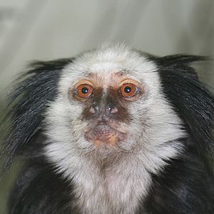 Geoffroy's Marmoset @ Lake District Wildlife Park; 31.05.2014