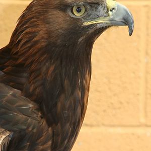 Golden Eagle @ Lake District Wildlife Park; 31.05.2014