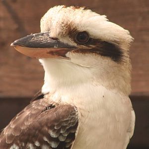 Kookaburra @ Lake District Wildlife Park; 31.05.2014