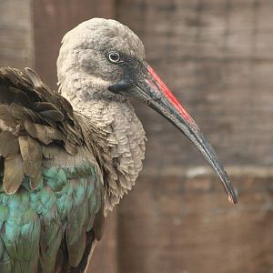 Hadada Ibis @ Lake District Wildlife Park; 31.05.2014