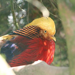 Golden Pheasant @ Lake District Wildlife Park; 31.05.2014