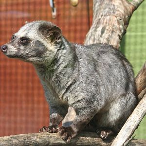 Common Palm Civet @ Lake District Wildlife Park; 31.05.2014
