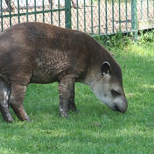 Brazilian Tapir calf @ Lake District Wildlife Park; 31.05.2014