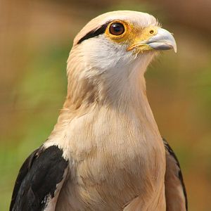 Yellow-headed Caracara @ Lake District Wildlife Park; 31.05.2014