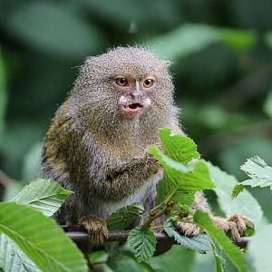Pygmy Marmoset