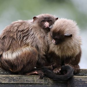Black-tailed Marmosets