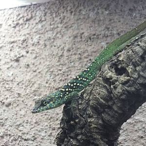 Martinique Anole