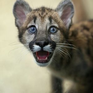 baby puma
