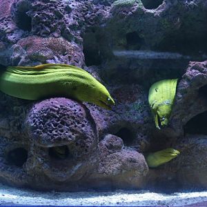 moray eels