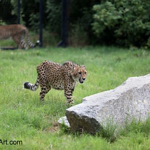 cheetah stalking