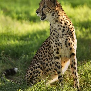 cheetah late afternoon