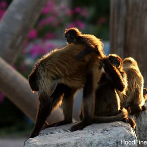 spider monkey family in last light