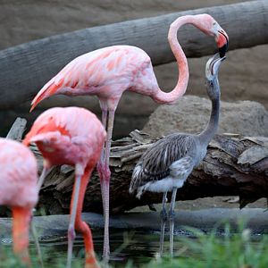 parent feeding chick