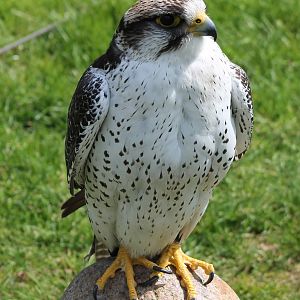 Hybrid falcon