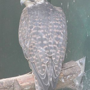 Saker falcon