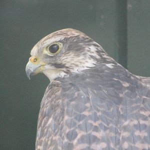 Saker falcon