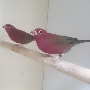 Red-billed firefinches