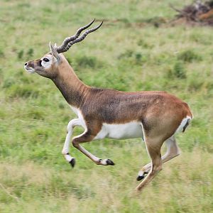 Blackbuck