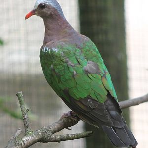 Emerald dove