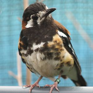Chestnut backed thrush