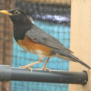 Black-breasted thrush